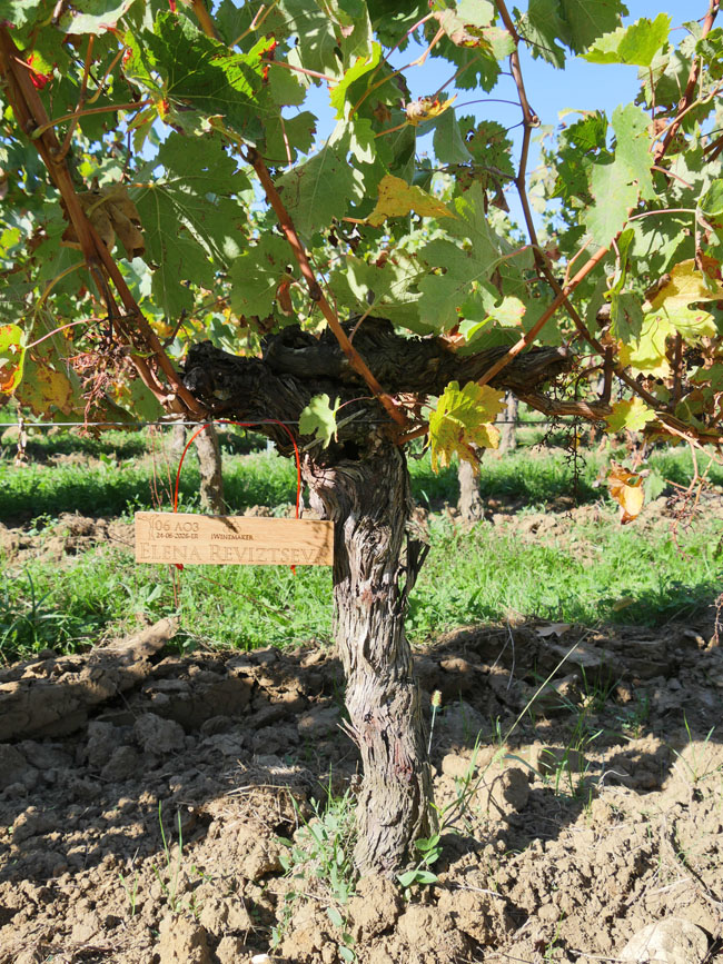 Виноградник на урожай